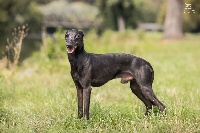 Étalon Petit Levrier Italien - CH. Shane talata