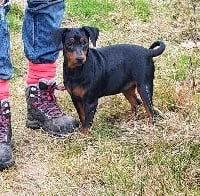 Étalon Pinscher nain - Penny du Moulin de la Terrasse