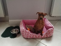 Étalon Pinscher nain - Praline (Sans Affixe)