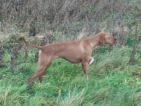 Étalon Pointer - Nora De La Forêt De Rose Max