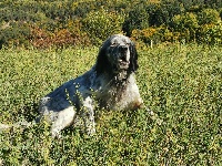 Étalon Setter Anglais - TR. Jin du mas des Vernets