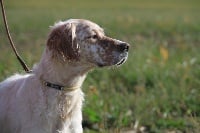 Étalon Setter Anglais - Izarra du mas d eyraud