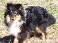 Étalon Shetland Sheepdog - Olympe du Clan Des Fouinettes