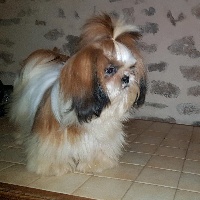 Étalon Shih Tzu - Pepite du Moulin de Bonneval