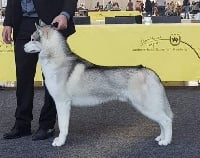 Étalon Siberian Husky - CH. Ch.nothing's better Of Cool Water