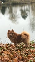 Étalon Spitz allemand - Nouchka du Castel de Boissière