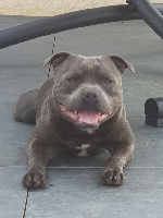 Étalon Staffordshire Bull Terrier - CH. Eros staffturk