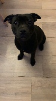 Étalon Staffordshire Bull Terrier - Prada diamond black (Sans Affixe)