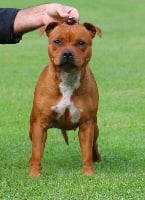 Étalon Staffordshire Bull Terrier - Ness Des terres du sud sauvage