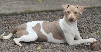 Étalon Terrier Bresilien - Rafaela do jardim imbui