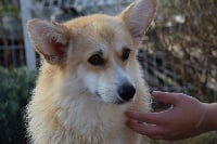 Étalon Welsh Corgi Pembroke - Ombre du clos de reverie