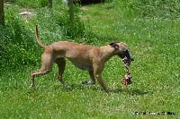 Étalon Whippet - Mary lou Des Fées De L'Or Blanc