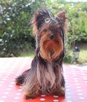 Étalon Yorkshire Terrier - Nina-ricci de L'Adoree Peneloppe