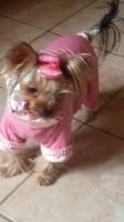 Étalon Yorkshire Terrier - Poupsy du clos de faurilles