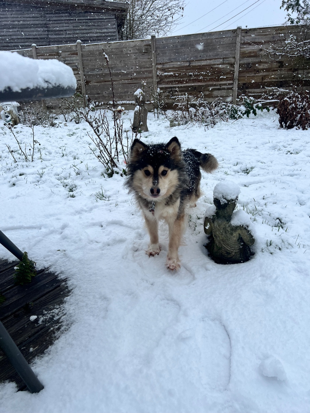 Publication : Des P'tits Loups De Nemamiah Auteur : Angelique Leroux