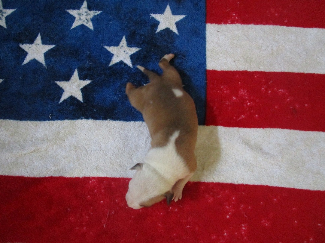 Publication : Lealta's Edition 