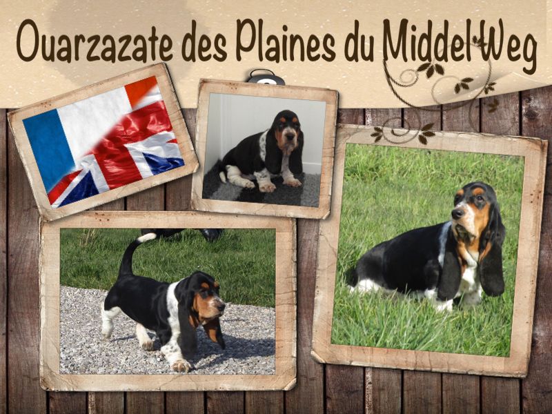 Auteur : PASCALE CAMBIER