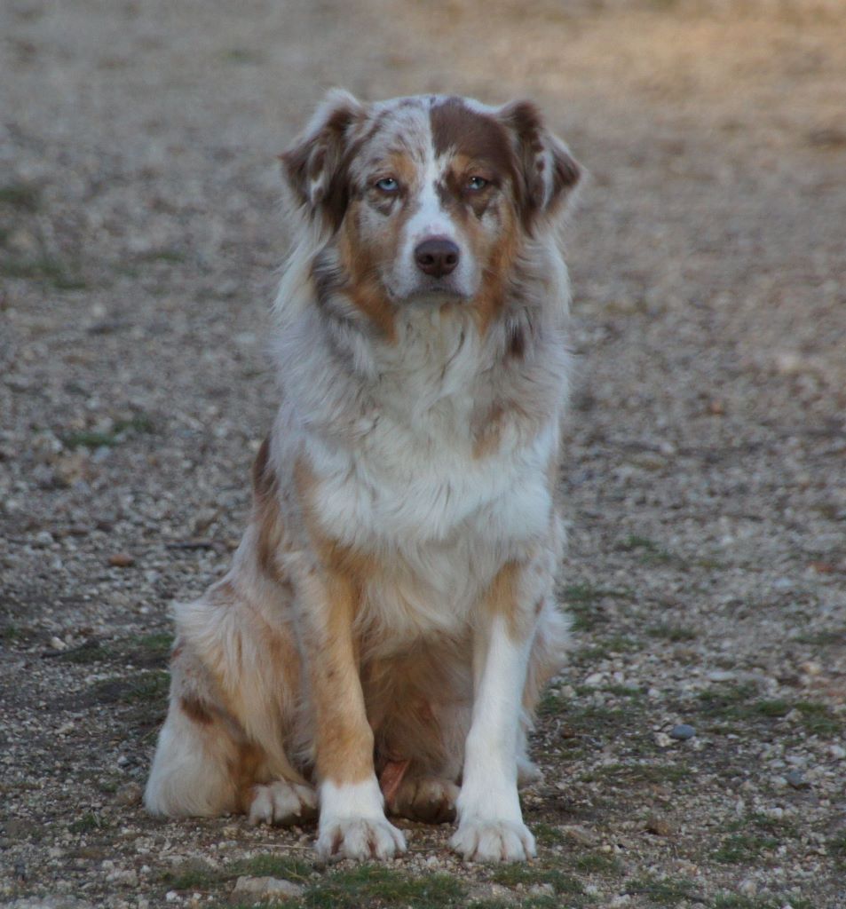 Mistik Des Assards De Pierregourde