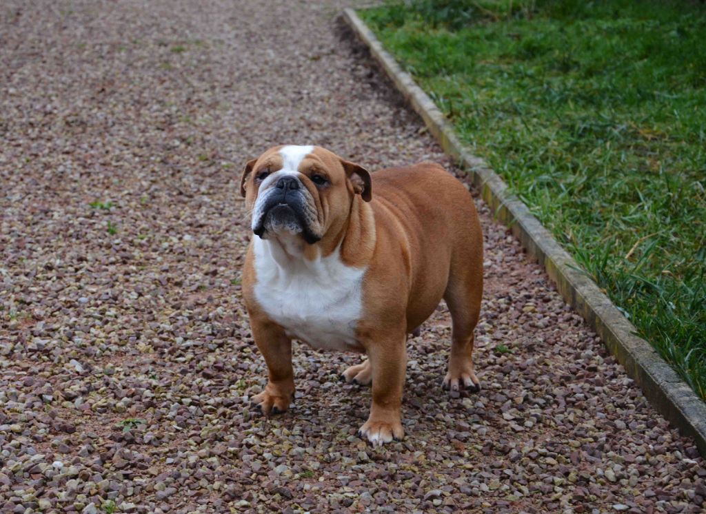 Publication : Edson Conqueror