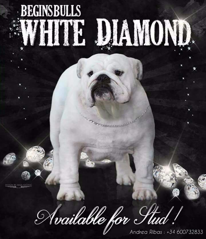 CH. beginsbulls White diamond
