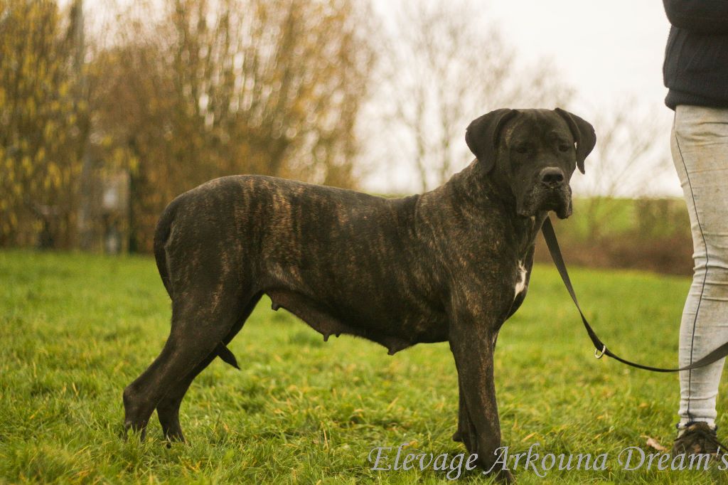 Publication : Arkouna Dream's