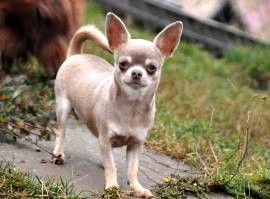 Angie flower tipich chihuahua