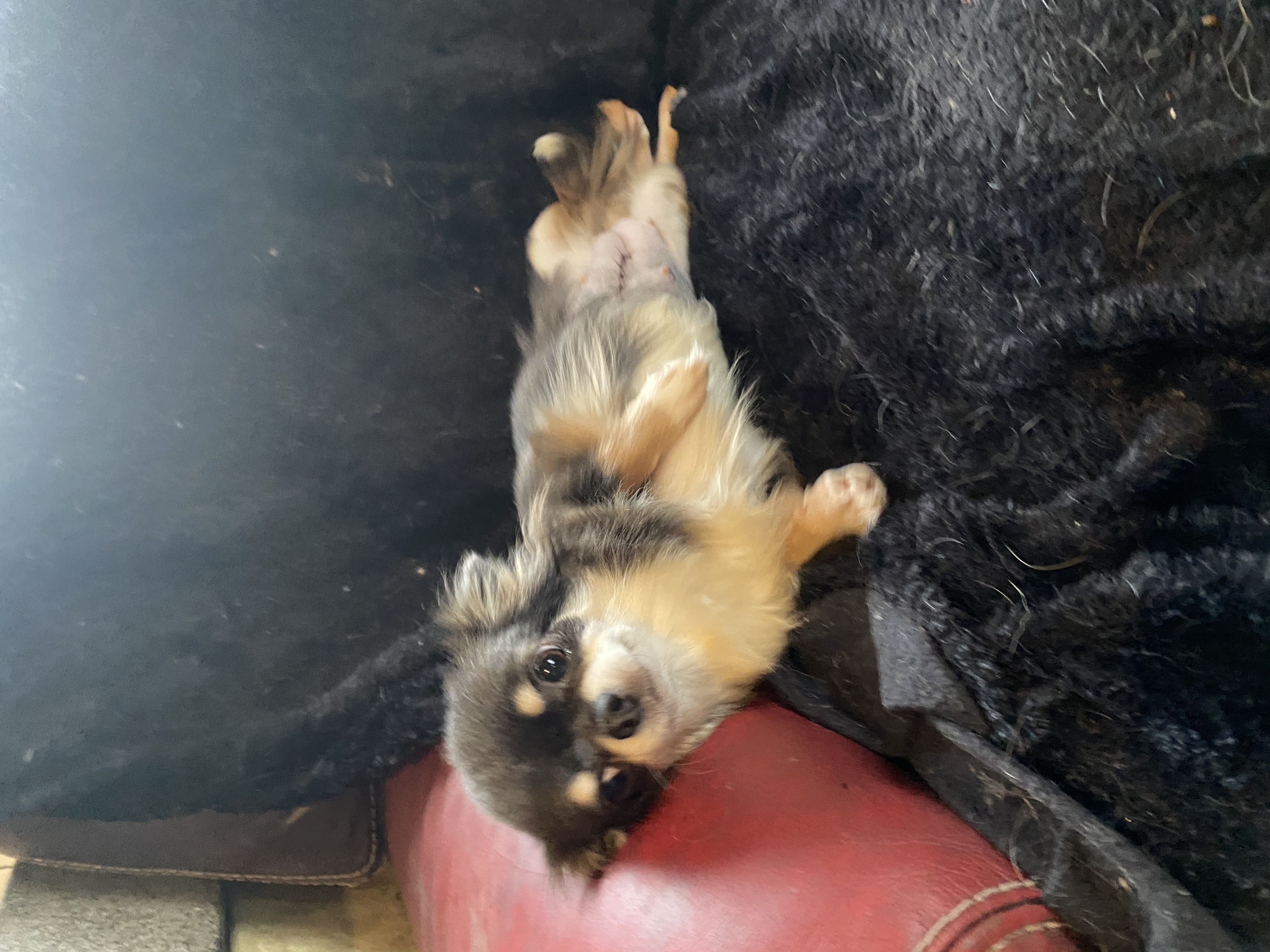 Publication : de la douce folie 