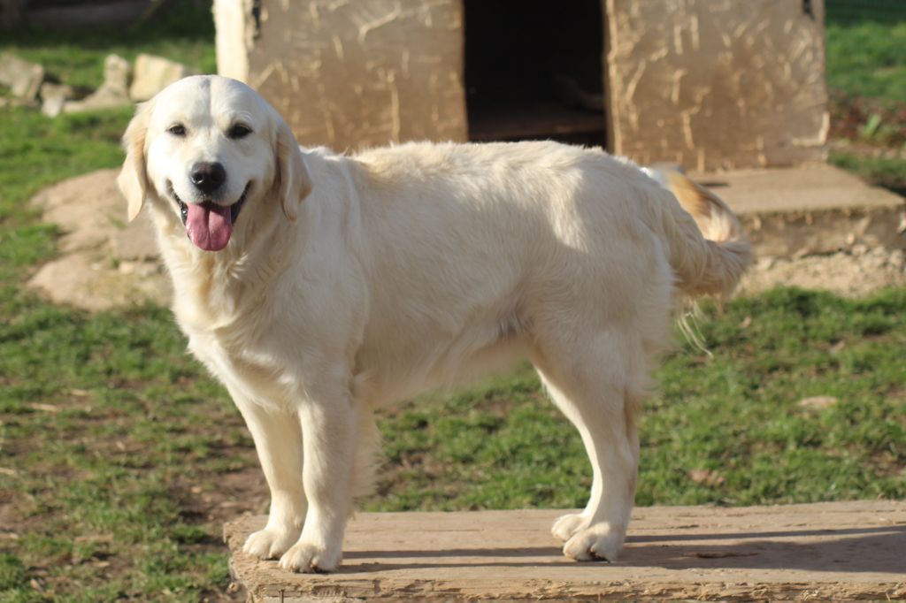 Publication : of caniland's dream