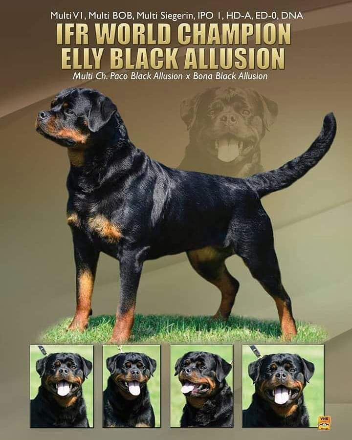 CH. Elly black allusion