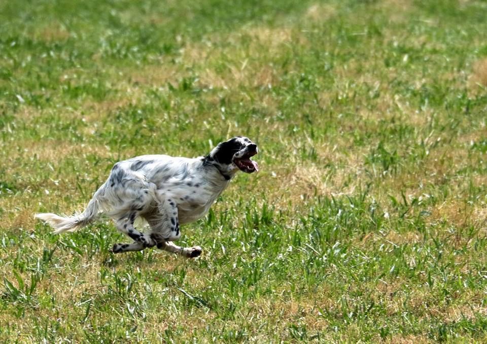 Publication : Des Crêtes D'Ixartoya Auteur : Daniel HELAND