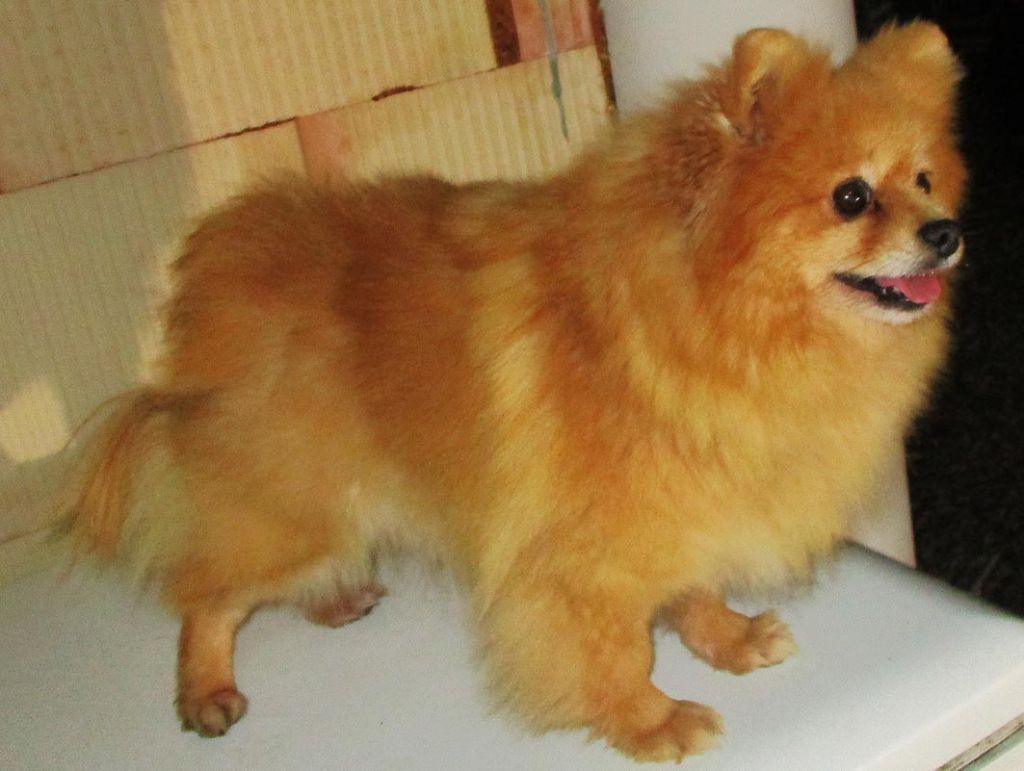 Jinger De la foret des reves bleus