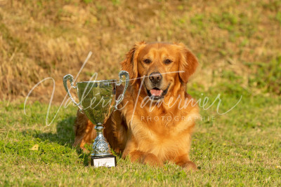 Étalon Golden Retriever - Pinot Du pré moussey