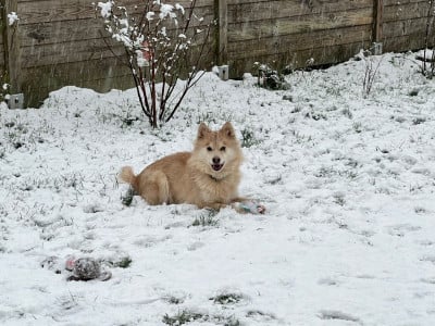 Étalon Chien finnois de Laponie - Princesse aloup Des P'tits Loups De Nemamiah