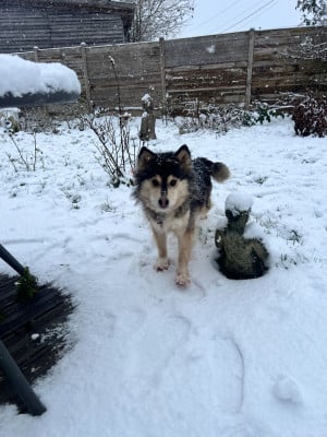 Étalon Chien finnois de Laponie - Pearl black pearl Des P'tits Loups De Nemamiah