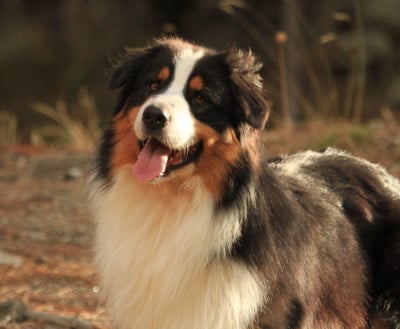 Étalon Berger Australien - Pumonte di u Vecchiu
