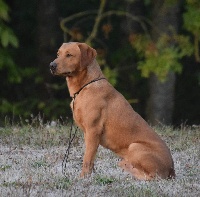 Étalon Labrador Retriever - Qilkerry of Glharama