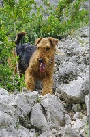 Étalon Airedale Terrier - J'ygo De La Tour Malakoff