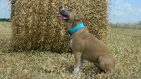 Étalon American Staffordshire Terrier - Niska de la Terre d'Ovalie