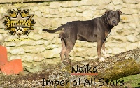 Étalon American Staffordshire Terrier - NaÏka Imperial All Stars