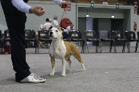 Étalon American Staffordshire Terrier - French Challenger Nelly gold