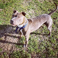 Étalon American Staffordshire Terrier - Natty Diamonds New yorck back raise