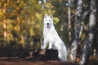 Étalon Berger Blanc Suisse - CH. Feeling good of lovely whitestar