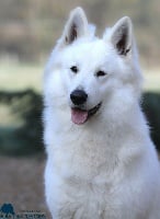 Étalon Berger Blanc Suisse - No contest dit loki Du Bois Des Ternes