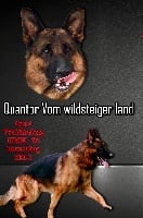 Étalon Berger Allemand - CH. Quantor Vom wildsteiger land