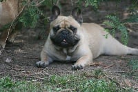 Étalon Bouledogue français - Nereide des rivières pourpres