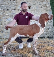 Étalon Braque Italien - Orticia Du Clos Des Petites Vignes
