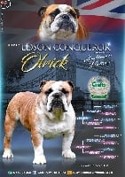 Étalon Bulldog Anglais - Edson Conqueror Olrick