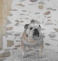 Étalon Bulldog Anglais - Jalna des bull's du barnum