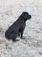 Étalon Cane Corso - O'babylone Des Terres Du Vieux Chêne