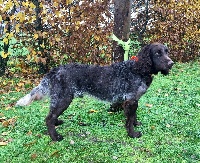 Étalon Chien d'Oysel allemand - Opack des monts d'argonne